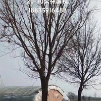直径1.5米国槐古树价格·胸径1.5米国槐古树价格·供应山西