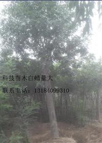 山西阳泉白蜡树价格