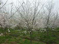 大量供应日本樱花,樱花价格,批发樱花