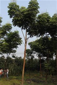 供应栾树 成都栾树 栾树熟货 栾树批发 栾树价格 万树园林供