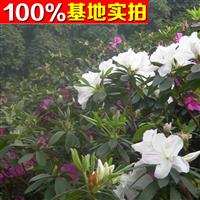 供应白杜鹃、白杜鹃苗、白杜鹃小苗、白杜鹃工程苗