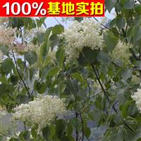 供应暴马丁香、暴马丁香苗、暴马丁香小苗、暴马丁香工程苗