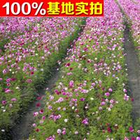 供应雏菊、雏菊苗、雏菊小苗、雏菊工程苗