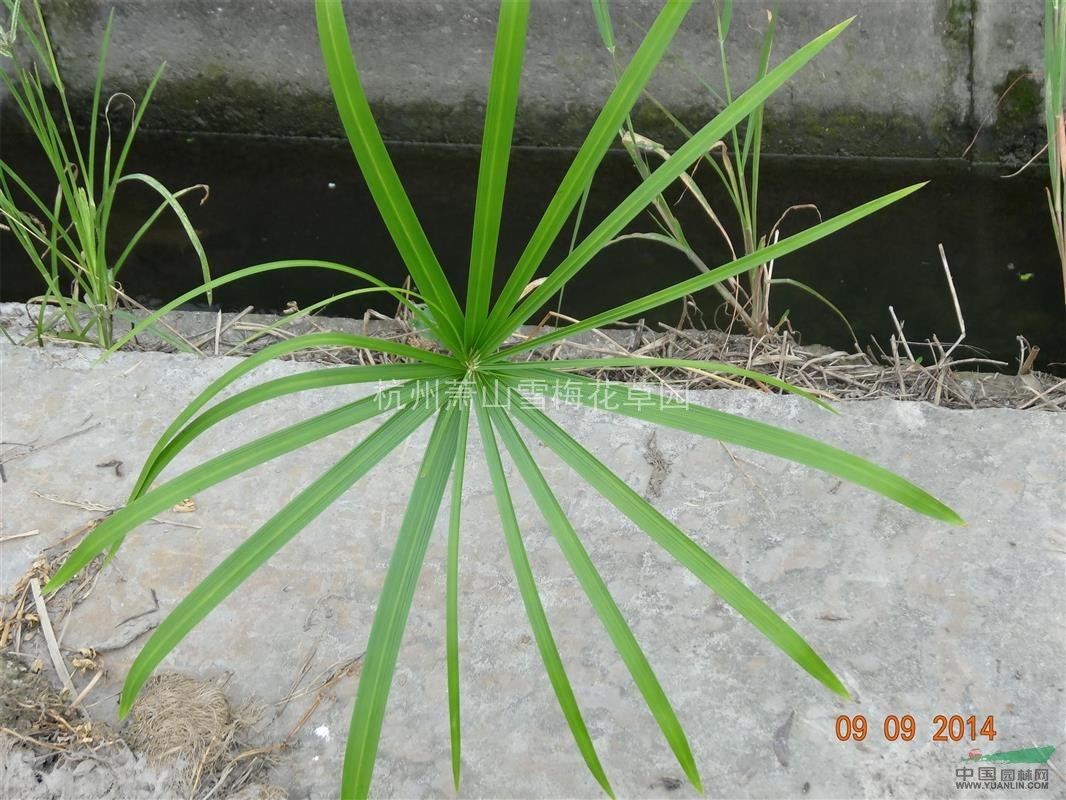 优质的旱伞草，水竹、伞草、水棕竹、风车草，浙江最低价