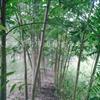 大规格香椿树
