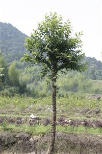 福建三樱花 樱花 粉色 白色 红色 绿化景观树 大量供应