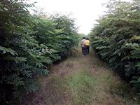 供应黄山栾树苗，重阳木，合欢，垂柳，各种球和树