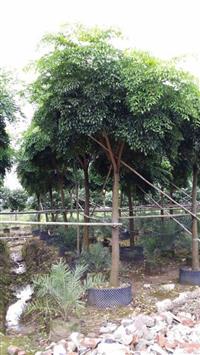 出售10-20公分独杆大富贵
