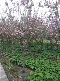 供应樱花 成都樱花 日本樱花 樱花价格 樱花好树形