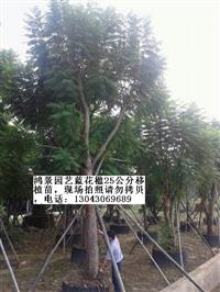 福建蓝花楹20公分