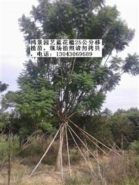 广东蓝花楹，广州蓝花楹