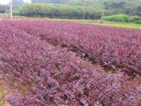 红叶小檗,江苏红叶小檗种植基地,红叶小檗价格优惠