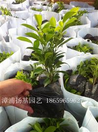 黄金榕小苗 福建黄金榕小苗