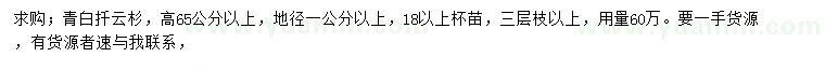 求购高65公分以上青白扦云杉