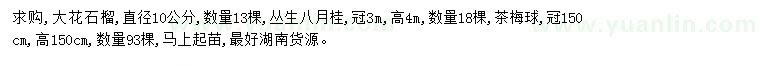 求购大花石榴、丛生八月桂、茶梅球