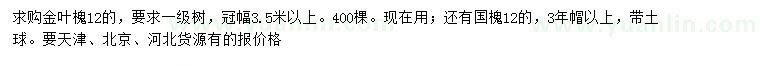 求购12公分金叶槐、国槐