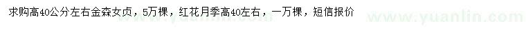 求购高40公分金森女贞、红花月季