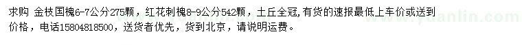 求购6-7公分金枝国槐、8-9公分红花刺槐