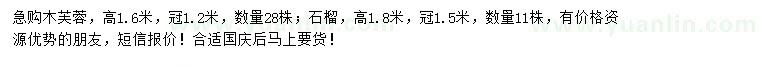 求购高1.6米木芙蓉、1.8米石榴