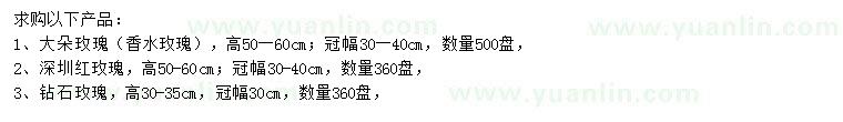 求购大朵玫瑰、深圳红玫瑰、钻石玫瑰