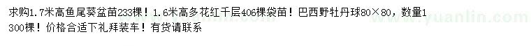 求购鱼尾葵、多花红千层、巴西野牡丹球