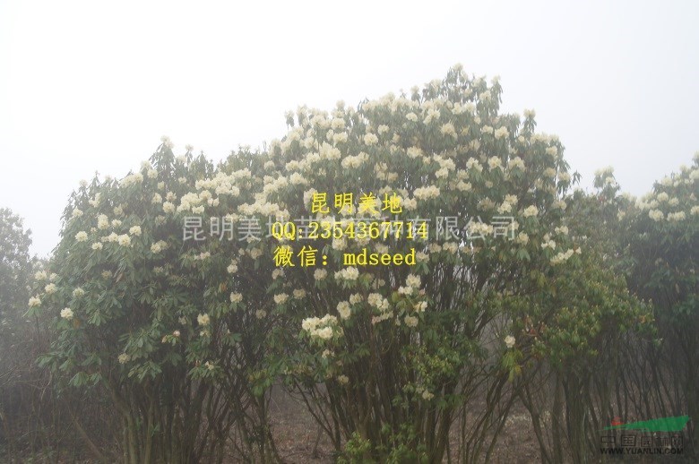 雲南高山杜鵑種子杜鵑花種子露珠杜鵑種子花淡黃色當年新采有貨