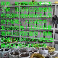 重阳木种子