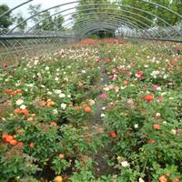 大花月季 品种月季花 盆栽月季花 欧洲月季 名贵月季花小苗