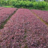 红花檵木 红花继木小苗 红花继木球 红花继木造型