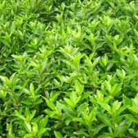 法国冬青价格 爬山虎价格 金银花价格 