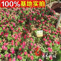 供应草花种子 百日菊【百日草】步步高 火球花 对叶菊 秋罗 