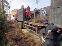 红叶小檗装车图片\红叶小檗装车报价