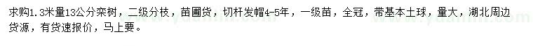 求购1.3米量13公分栾树