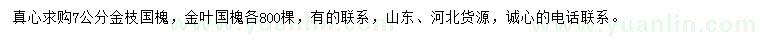 求购7公分金枝国槐、金叶国槐