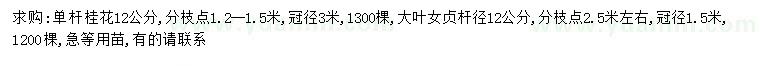 求购12公分单杆桂花、杆径12公分大叶女贞