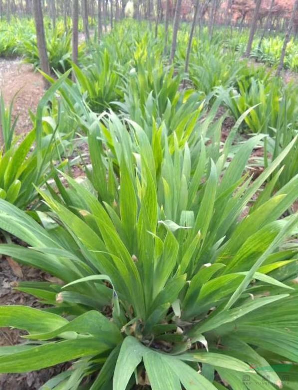 鸢尾  蝴蝶兰  蓝花鸢尾  地被植物鸢尾  鸢尾价格 