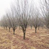 8公分紫叶李产地·8公分红叶李图片·9公分紫叶李价格供应