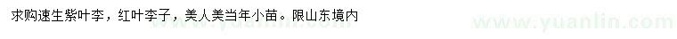 求购速生紫叶李、红叶李子、美人美