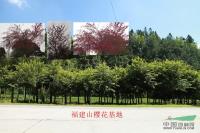 福建山樱花基地*新价格/福建山樱花基地报价