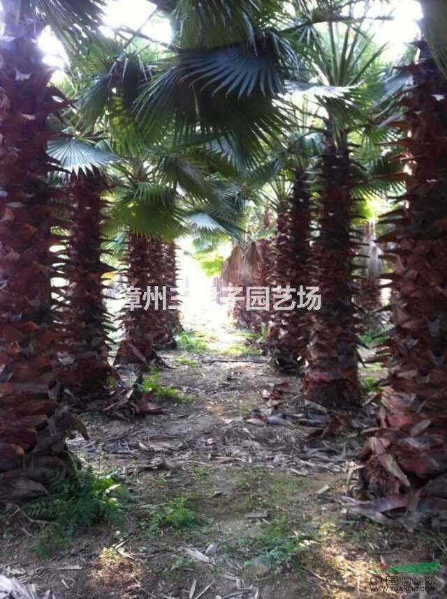 老人葵（華棕)