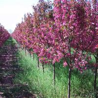 3-5公分香花槐价格·6公分香花槐产地·7公分香花槐详情供应