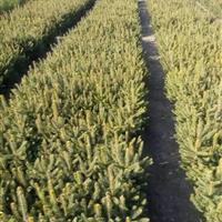 售云杉三十公分小苗