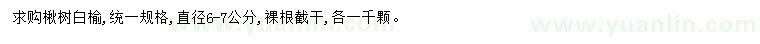 求购6-7公分楸树、白榆