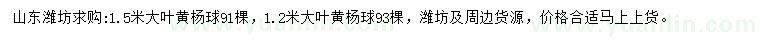 求购1.2、1.5米大叶黄杨球