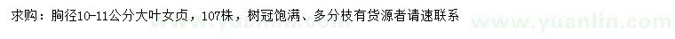 求购胸径10-11公分大叶女贞