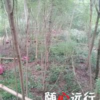 重庆腾地处理价4公分蓝花楹