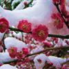 红梅花种子红梅花种苗红叶红梅花三季红叶红梅花冰雪红梅花供销