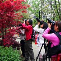 紫叶鸡爪槭沼泽枫日本三季红枫日本红枫红舞妓日本红枫绯红皇后枫