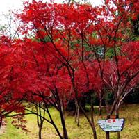 三季红枫石榴红羽毛枫，橙之梦（黄金枫），青龙枫（青龙羽毛枫）