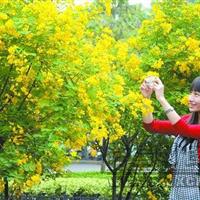 金花槐基地供销金花槐种子种苗金花槐中大苗黄花槐金花槐*